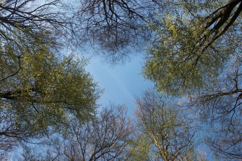 View into the treetops... copper beeches (Fagus sylvatica), beech trees, spring is coming, the