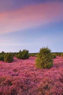 Juniper forest in the blooming southern heath near Schmarbeck, Lower Saxony, Germany