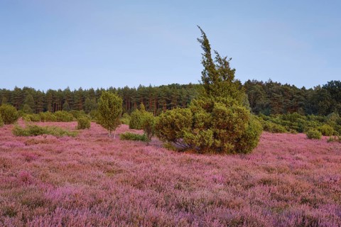 Juniper forest in the blooming southern heath near Schmarbeck, Lower Saxony, Germany