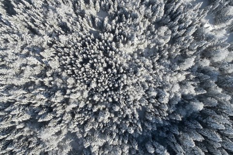 Bird's eye view of freshly snow-covered spruce forest, Sattelegg, Schwyz, Switzerland