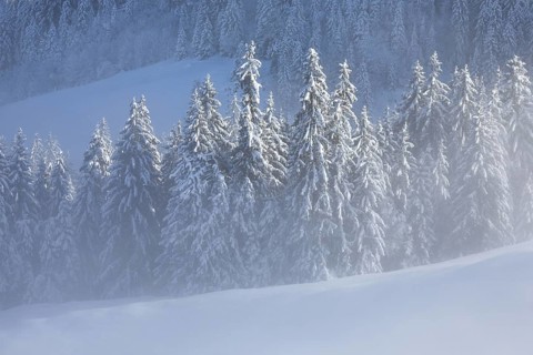 Freshly snow-covered spruce forest, Sattelegg, Schwyz, Switzerland
