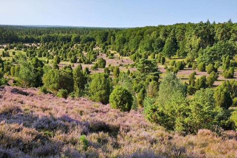 Trees and flowering heath at Steingrund in LÃ¼neburg Heath nature park Park, Lower Saxony, Germany
