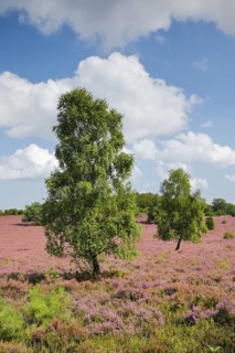 Birches and junipers in the blooming LÃ¼neburg Heath, Lower Saxony, Germany