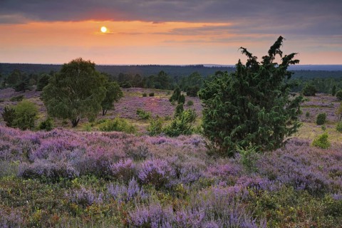 View from Wilseder Berg in LÃ¼neburg Heath nature park Park at sunset, Lower Saxony, Germany