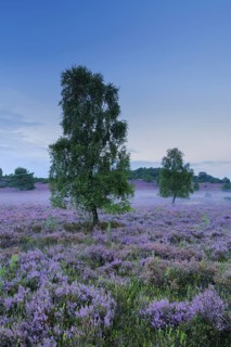 Wisps of mist drift around birches and junipers in the blooming LÃ¼neburg Heath, Lower Saxony,