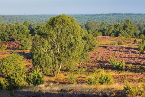 View from Wilseder Berg in LÃ¼neburg Heath nature park Park at sunrise, Lower Saxony, Germany