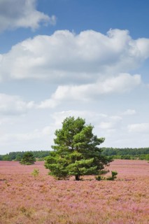 Single pine tree in the middle of the wide, blooming LÃ¼neburg Heath, Lower Saxony, Germany