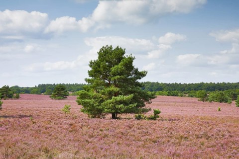 Single pine tree in the middle of the wide, blooming LÃ¼neburg Heath, Lower Saxony, Germany