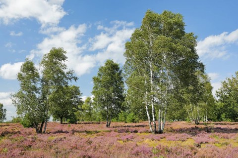 Large birch trees in the blooming LÃ¼neburg Heath, Lower Saxony, Germany