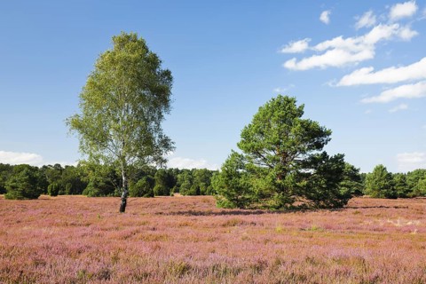 Free-standing birch and pine trees in the blooming LÃ¼neburg Heath, Lower Saxony, Germany