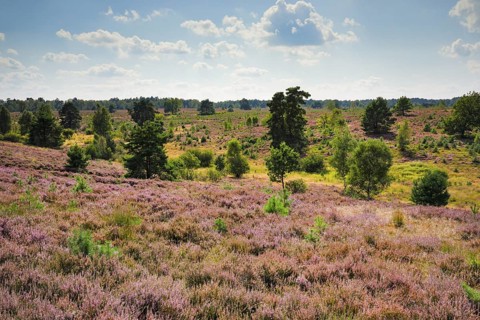 View over the blooming Osterheide with numerous trees in the LÃ¼neburg Heath nature park Park,