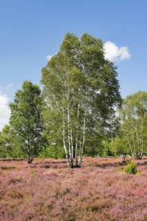 Large birch trees in the blooming LÃ¼neburg Heath, Lower Saxony, Germany