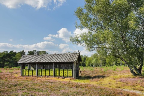 Beehives in the middle of the blooming LÃ¼neburg Heath, Lower Saxony, Germany