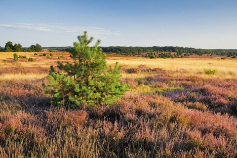 Trees and blooming heath near Oberhaverbeck in the LÃ¼neburg Heath nature park Park, Lower Saxony,