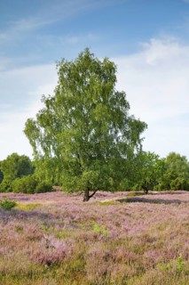 Birch tree in the blooming LÃ¼neburg Heath, Lower Saxony, Germany