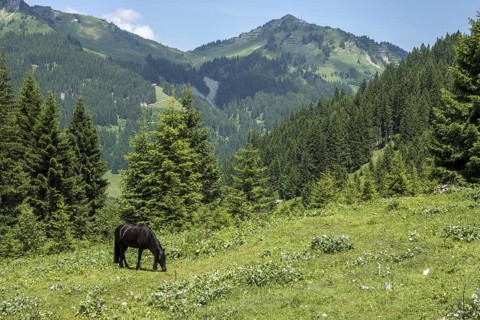 Horse in BÃ¤rgunttal, behind Walmendinger Horn, near Baad, Kleinwalsertal, AllgÃ¤u Alps,