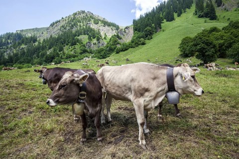 Cattle on the hiking trail in Dietersbachtal between Gerstruben and Dietersbachalpe, near