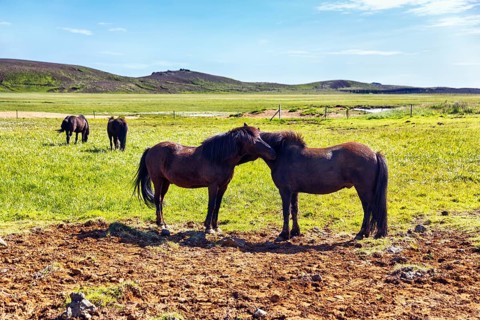 Icelandic horses, Icelandic ponies grazing in a meadow, KrÃ½suvÃ­k, Krisuvik, Reykjanes peninsula,