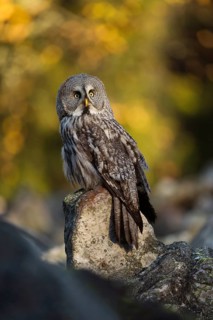 Bright autumn colours... Bearded owl (Strix uralensis), common owl in northern Scandinavia uses a