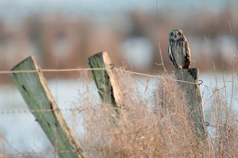Surprising encounter... Short-eared owl (Asio flammeus) in North Rhine-Westphalia, rare, often