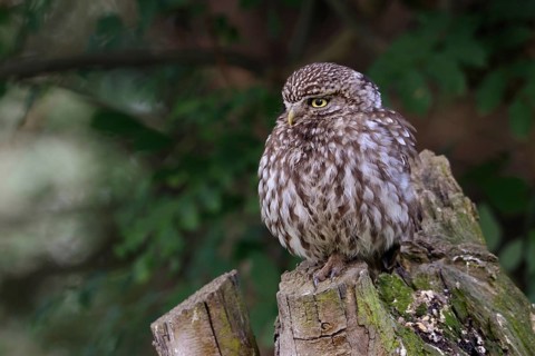 In a pollarded ash tree... Little owl (Athene noctua), small, widespread native owl sits thickly