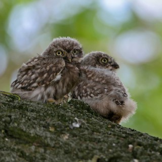 High up in an old tree... Little owl (Athene noctua), two probably not yet fledged little owls,