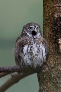 Our smallest native owl... Pygmy owl (Glaucidium passerinum) sits in the branches of a coniferous