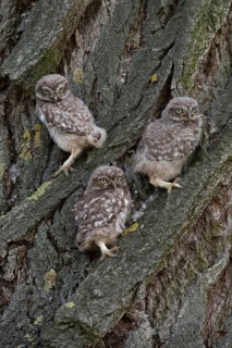 Siblings... Little owl (Athene noctua), three young little owls sitting together in the bark of a