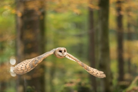 Silent... Barn owl (Tyto alba) in flight through an autumn forest, flying, native, widespread,