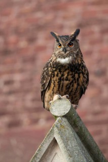 European eagle owl (Bubo bubo), adult, mating male, sitting on a church gable, urban, urban