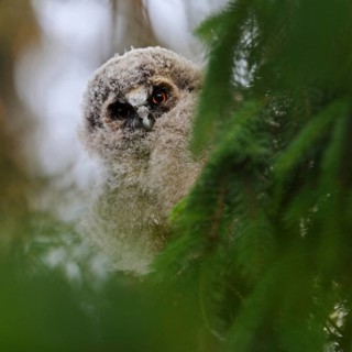 Unusual, just fledged owl... Long-eared owl (Asio otus) on the way to independence, attentive young