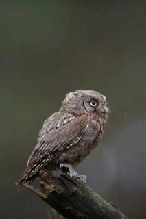 Cute little chap... Scops owl (Otus scops), very small owl, southern European owl, owl species in