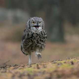 Travelling on foot... Virginia eagle owl (Bubo virginianus) as an infantryman, funny picture of an