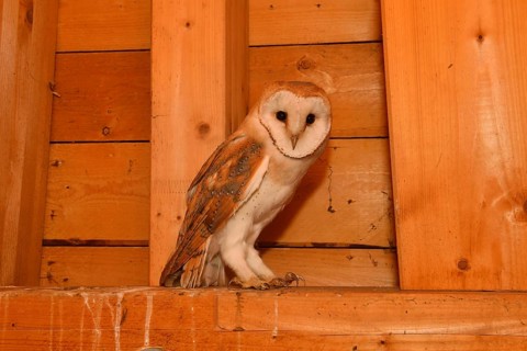 In the roof truss... Barn owl (Tyto alba), young owl in the belfry of a church, in the church
