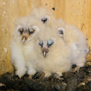 Offspring of the barn owls... Barn owl (Tyto alba), owl chicks, owl nestlings in a nesting aid