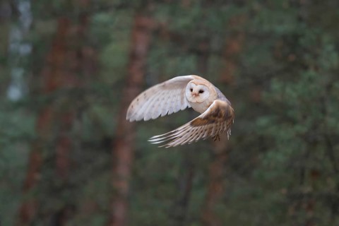 Skilful hunter... Barn owl (Tyto alba), generally known, in Germany relatively common owl in rapid