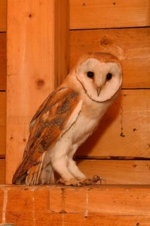 In the roof truss... Barn owl (Tyto alba), young owl in the belfry of a church, in the church