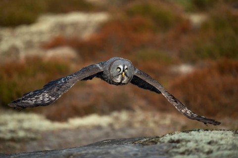 Light yellow eyes... Bearded Owl (Strix nebulosa), large owl in flat flight over the forest floor,