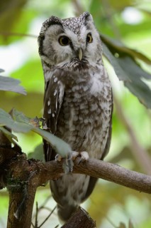 Frightened... Rough-legged Owl (Aegolius funereus), smaller, widespread but rather rare owl