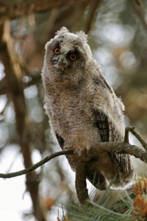 Young, just fledged owl... Long-eared owl (Asio otus) on the way to independence, young bird in the