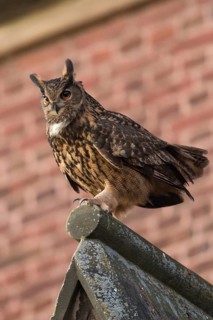 Church eagle owl... European Eagle Owl (Bubo bubo), male, Europe's largest owl sitting on the roof