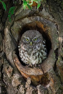 Young owl in its den... Little owl (Athene noctua), young owl perched in the entrance of its