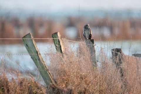 A guest on the Lower Rhine... Short-eared owl (Asio flammeus), rare, relatively large, often