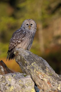 In autumnal surroundings... Ural owl (Strix uralensis), one of the most beautiful owls in Europe,