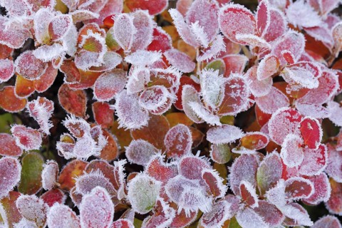 Autumn-coloured blueberry bushes covered with hoarfrost, autumn in the Swiss Alps