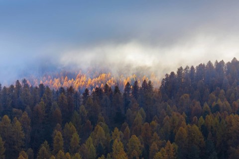 Autumn-coloured larch forest interspersed with wafts of mist, Engadin, Canton GraubÃ¼nden,
