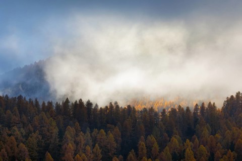 Coniferous forest with larches and spruces interspersed with fog, Engadin, Canton GraubÃ¼nden,