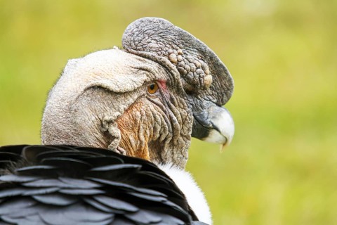 Andean condor (Vultur gryphus), Condor male perched on a rock, Portrait, Close-up, Cotopaxi