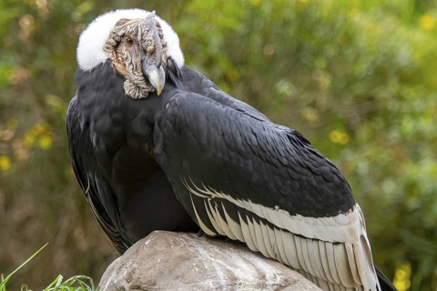 Andean condor (Vultur gryphus), Condor male perched on a rock, Cotopaxi national park, Cotopaxi,