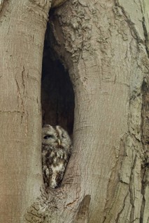 In its cave... Tawny owl (Strix aluco), nocturnal owl spends the day in a natural cavity in a tree,